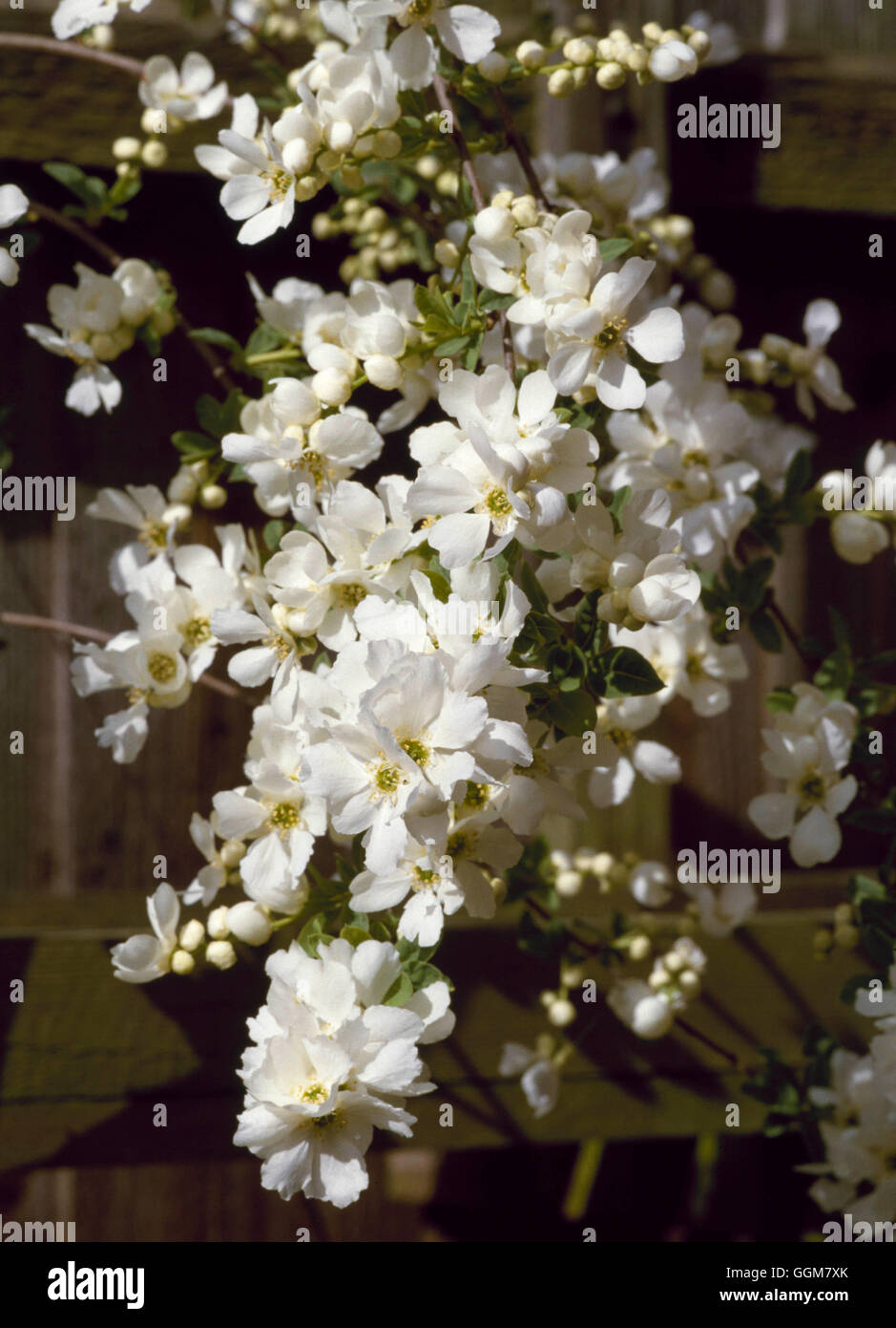 Exochorda x macrantha - `The Bride' AGM   TRS061576 Stock Photo